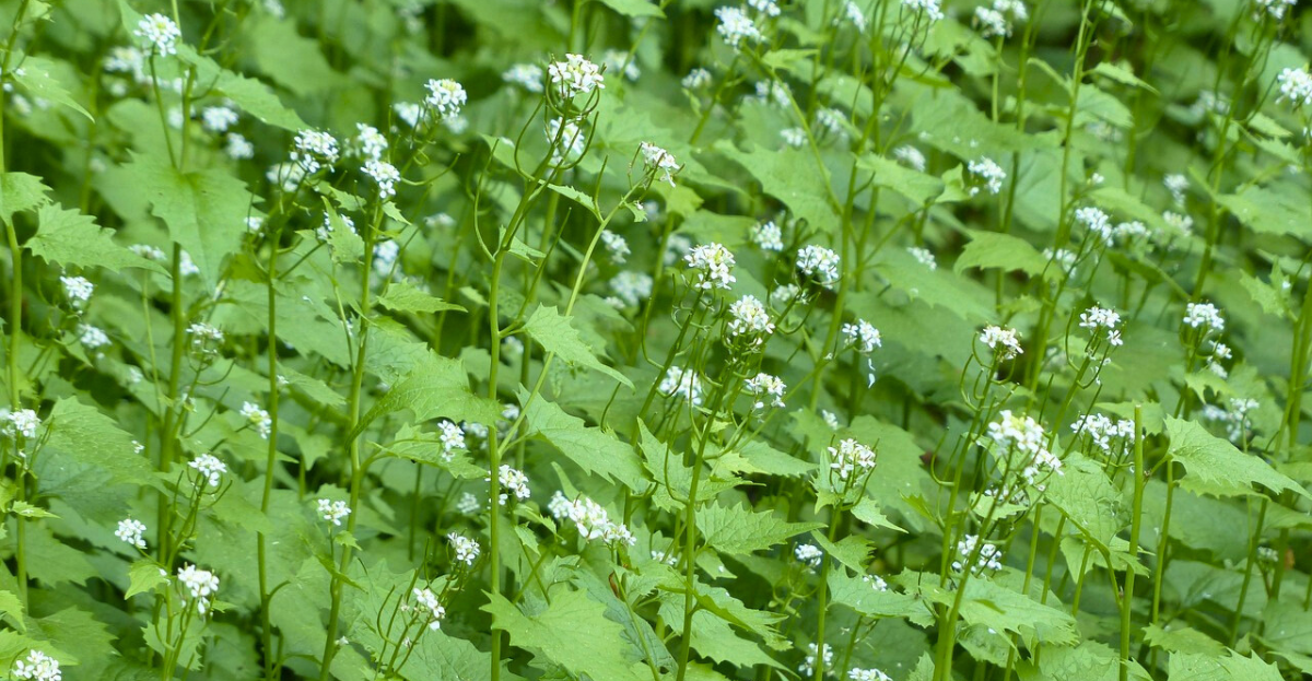 Garlic Mustard